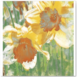 Daffodils. Field Flower Series 
© 2013 Jason Haza