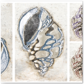 Shells on Dust 
©2013 Jason Haza